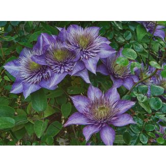 Clematis 'Multi Blue' in bloei met blauwe dubbele bloemen