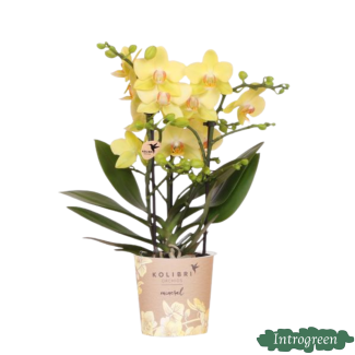 Gelbe Schmetterlingsorchidee Albenga, Blühende Zimmerpflanze, Phalaenopsis Orchidee, Ø9cm