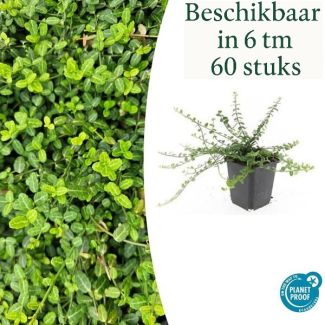 6 bis 60 Stück Kardinalmütze 'Minimus' / Euonymus fortunei, Starker immergrüner Bodendecker - ↕10-25cm - Ø9cm