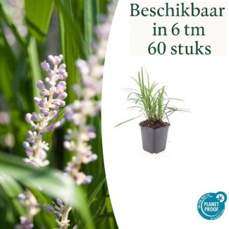 6 bis 60 Stück Liriope muscari 'Monroe White' - Liliengras - blühendes Ziergras - ↕10-25cm