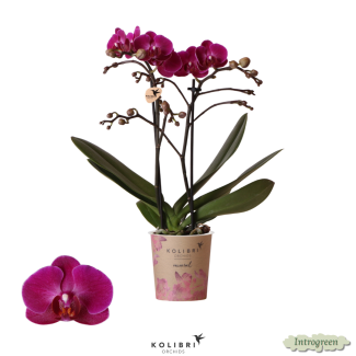 2 Stück Lila Schmetterlingspracht: Orchidee Morelia, Ø9cm Topf, Schmetterlingsorchidee