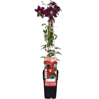 Clematis Niobe in bloei met grote rode bloemen