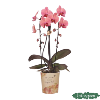 Schmetterlingsorchidee Narbonne