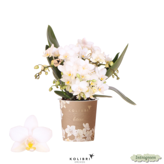 Verzauberndes Blumenspektakel | Weiße Phalaenopsis-Orchidee Nazaré - Topfgröße Ø9cm | Frisch geliefert