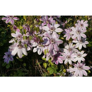 Clematis 'Nelly Moser' in bloei met witroze bloemen