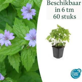 6 tot 60 Stuks Ooievaarsbek / Geranium Nodosum Lila Bloemen met donkere Aderen  - ↕10-25cm - Ø9cm