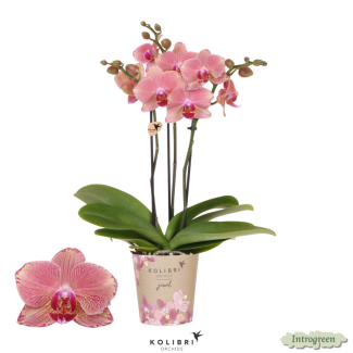 Besondere Schmetterlingsorchidee Jewel Pirate Picotee, Farbe rosa Töne, blühende Zimmerpflanze, Phalaenopsis Orchideen, Topfgröße 09cm
