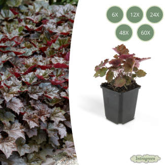 6 bis 60 Stück Zierliches Osterglockenblümchen, Tief Purpur/Bronzeblatt, Bodendecker, Heuchera mic. Palace Purple - ↕10-25cm - Ø9cm