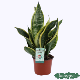 Schwiegermutterzunge, Dunkelblättrig mit Streifen, Sansevieria Futura Superba - Ø12cm - ↕35cm