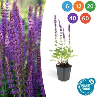 Salvia nemorosa ‘Ostfriesland’ – Starke und langblühende Staude mit lila Blütenähren - 6 bis 60 Stück