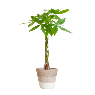 Geldbaum, Pachira Aquatica mit Korb Lissabon Weiß, Ø21 80cm hoch