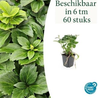 6 bis 60 Stück Schattenkraut / Pachysandra terminalis, Immergrüner Bodendecker - ↕10-25cm - Ø9cm