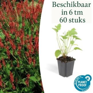 6 bis 60x Knöterich – Roter Knöterich – Starke Staude – Rispenblüte Juli-September – Ø9 cm Topf
