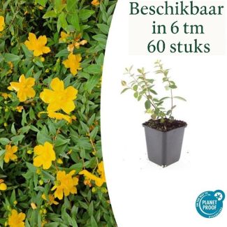 6 tot 60 Stuks Hertshooi /  Hypericum dummeri  Peter Dummer, Onderhoudsarm, Gele Bloemen - ↕10-25cm - Ø9cm