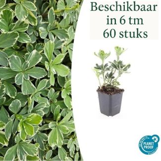 6 bis 60 Stück Dickmännchen / Pachysandra terminalis 'Variegata' - Bodendecker Schatten - ↕10-25cm | winterhart