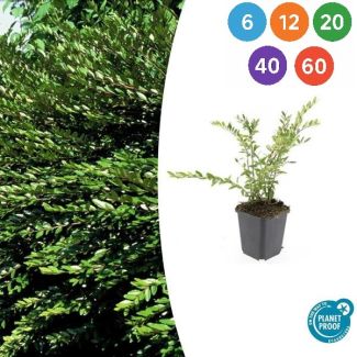 Lonicera pileata 'Purple Pearl' – Immergrüne Bodendecker mit purpur gefärbten Blättern - 6 - 60 Stück
