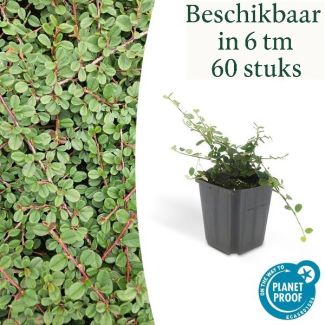 6 bis 60 Stück Zwergmispeln / Cotoneaster prostratus Queen of Carpets, Vielseitige Bodendecker, Weiße Blüten, Orange/Rote Beeren im Herbst - ↕10-25cm - Ø9cm