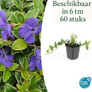 6 bis 60 Stück Kleines Immergrün / Vinca minor 'Ralph Shugert', Hellblaue sternförmige Blüten - ↕10-25cm - Ø9cm