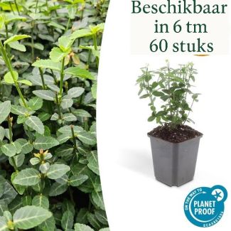 60 Stück Kriechender Spindelstrauch / Euonymus fortunei radicans, Kletterpflanze, Bodendecker, Immergrün, Sehr winterhart, ca. ↕25cm - Ø9cm