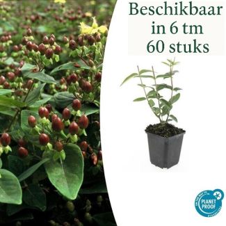 6 bis 60 Stück Johanniskraut / Hypericum inodorum 'Rheingold', Hertshooi, Gelbe Blumen und Zierliche Beeren ↕10-25cm - Ø9cm
