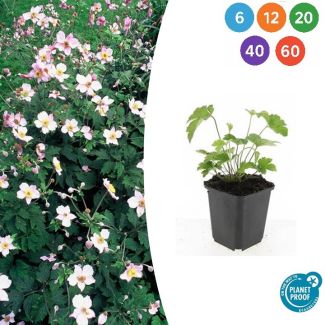 Anemone tomentosa 'Robustissima' – Robuste Staude | Weiße Blumen | 90-100 cm | Halbschatten | Sets 6-60