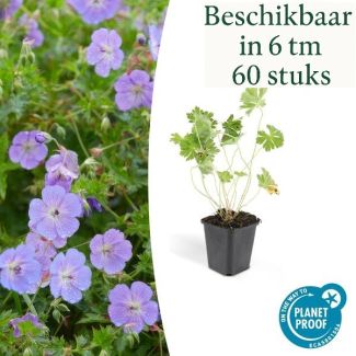 geranium rozanne