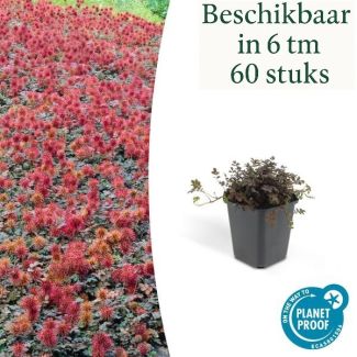 6 bis 60 Stück Stechpalme, niedrig wachsende Bodendecker, bronzefarbenes Blatt, kupferfarbene Stachelfrüchte, Acaena microphylla Kupferteppich - ↕10-25cm - Ø9cm