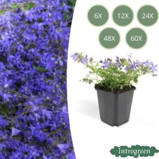 Blaue Glockenblume