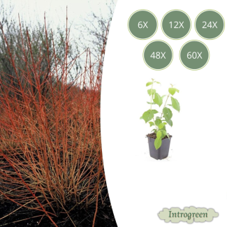 6 bis 60 Stück Kornelkirsche 'Midwintervuur', Strauch, im Winter schöne rote Zweige, im Frühjahr weiße Blüten, dunkelviolette beerenartige Früchte, Cornus sanguinea 'Midwinter Fire' - ↕10-25cm - Ø9cm