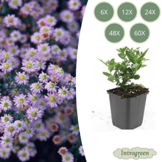 Langblühende Herbstaster | Aster ageratoides 'Stardust' ↕10–25 cm – Ø9cm