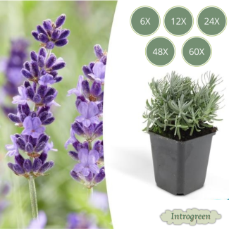 Lavendel Hidcote - Lavandula angustifolia ‘Hidcote’ ↕10-25cm - Ø9cm - 6 bis 60 Stück