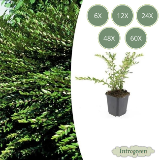 Lonicera pileata 'Purple Pearl' – Immergrüne Bodendecker mit purpur gefärbten Blättern - 6 - 60 Stück