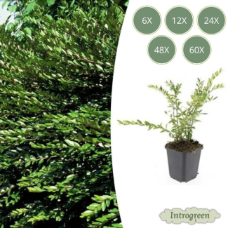 Schnurbaum – Immergrüne Bodendecker mit Zierwert - 6 bis 60 Stück