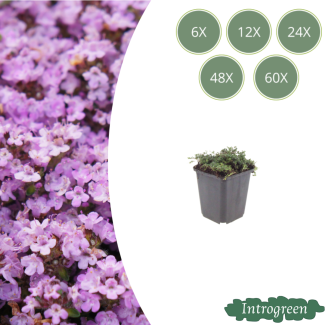 Kriech-Thymian Purple Beauty