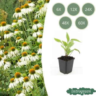 Echinacea purpurea 'White Swan' – Strahlende weiße Sonnenhut für Pracht im Beet (Sätze von 6, 12, 20, 40, 60)