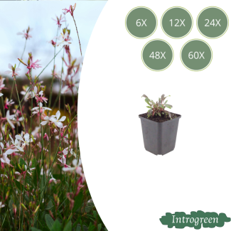 Prachtkerze ‘Siskiyou Pink’