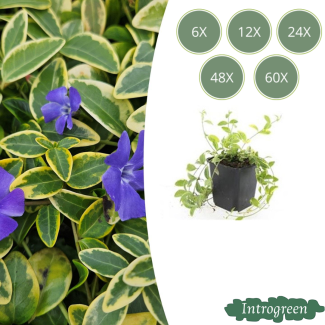 6 bis 60 Stück Immergrün / Vinca minor 'Blue and Gold', Buntblättrig mit blauen violetten Blüten - ↕10-25cm - Ø9cm