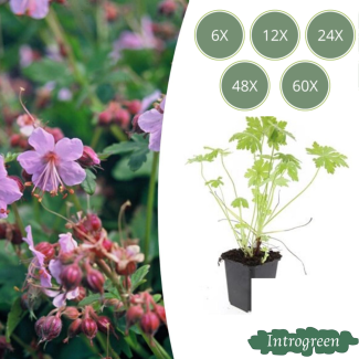 6 bis 60 Stück Storchschnabel / Geranium macrorrhizum, Lila, Blau, Rosa Blüten, Winterhart - ↕10-25cm - Ø9cm