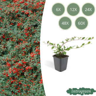 6 bis 60 Stück Zwergmispeln / Cotoneaster suecicus 'Coral Beauty', Weiße Blüten, Orange/Rote Beeren im Herbst - ↕10-25cm - Ø9cm