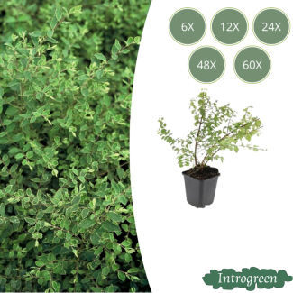 6 bis 60 Stück, Die Schneebeere, Zierstrauch, weiße Beeren, Symphoricarpos ch. Hancock - ↕10-25cm - Ø9cm