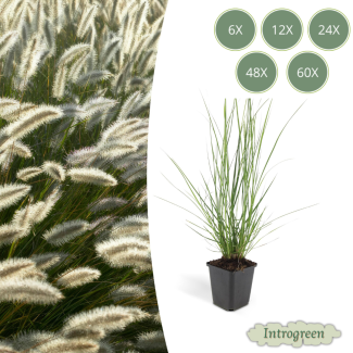6 - 60 Stück Ziergras, Lampenputzergras 'Hameln', Pennisetum alopecuroides 'Hameln' - ↕10-25cm - Ø9cm