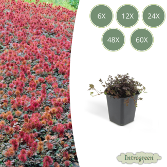 6 bis 60 Stück Stechpalme, niedrig wachsende Bodendecker, bronzefarbenes Blatt, kupferfarbene Stachelfrüchte, Acaena microphylla Kupferteppich - ↕10-25cm - Ø9cm