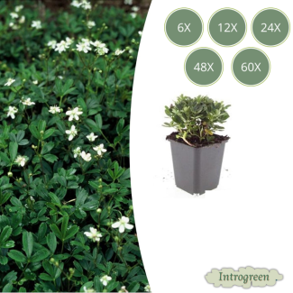 6 bis 60 Stück Gänsekresse - Potentilla tridentata 'Nuuk' - ca. 10 cm hoch - Immergrün