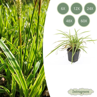 6 bis 60 Stück Gelb Gestreifte Japanische Segge, Wintergrüne Ziergras-Pflanze, Carex morrowii Aureovariegata - ↕10-25cm - Ø9cm