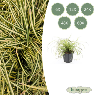 Japanische Segge / Schatten-Segge Evergold, Grün mit Goldgelbem Mittelstreifen, Carex oshimensis Evergold - ↕10-25cm - Ø9cm