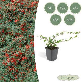 6 bis 60 Stück Zwergmispel / Cotoneaster dammeri, Vielseitiger Bodendecker, Weiße Blüten, Rote Beeren im Herbst - ↕10-25cm - Ø9cm