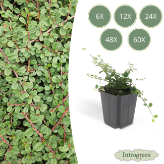 6 bis 60 Stück Zwergmispeln / Cotoneaster prostratus Queen of Carpets, Vielseitige Bodendecker, Weiße Blüten, Orange/Rote Beeren im Herbst - ↕10-25cm - Ø9cm