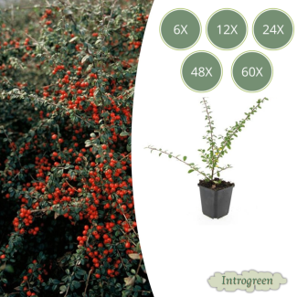 6 bis 60 Stück Zwergmispeln / Cotoneaster suecicus 'Coral Beauty', Weiße Blüten, Orange/Rote Beeren im Herbst - ↕10-25cm - Ø9cm