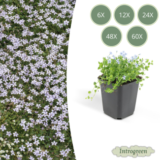 6 - 60 x Blausternchen, Moos-Isotome (Isotoma fluviatilis), niedrige Außenpflanze