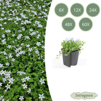 6 bis 60 Stück Weiße Sternenkraut, Bodendecker, Isotoma fluviatilis Alba - ↕10-25cm - Ø9cm